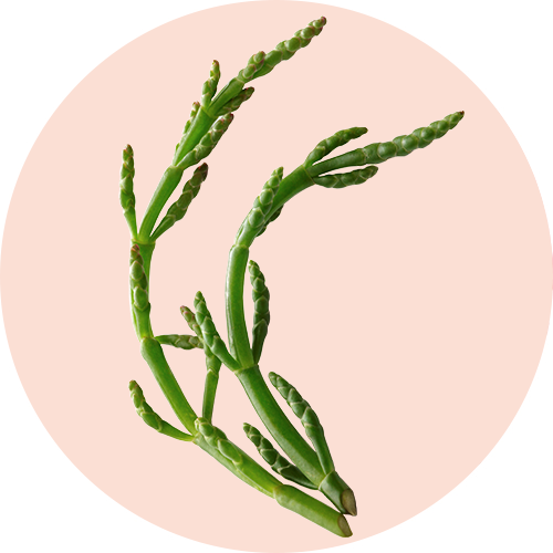 Salicornia Exctract of Natural Origin