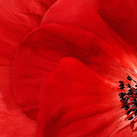 flower by kenzo 2019