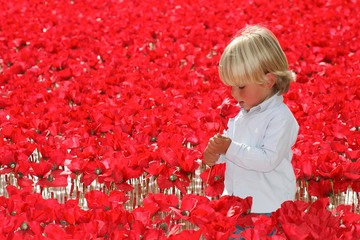 Poppy fields