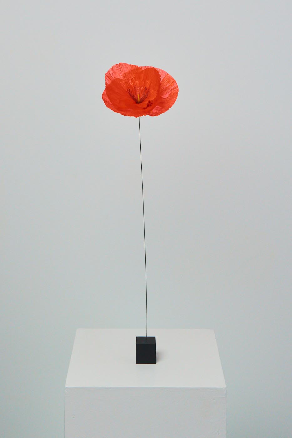 Kenzo Parfums William Amor